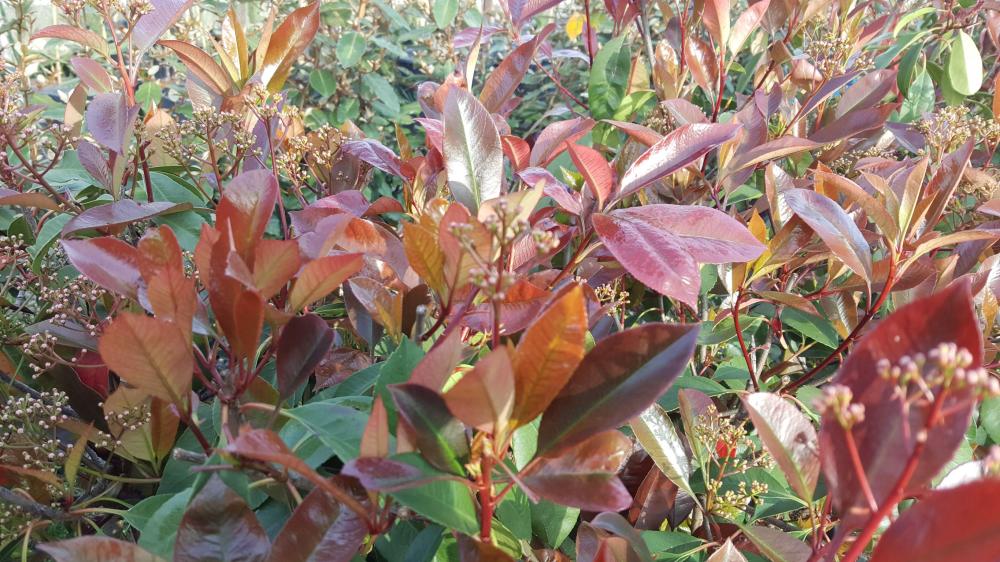 photinia